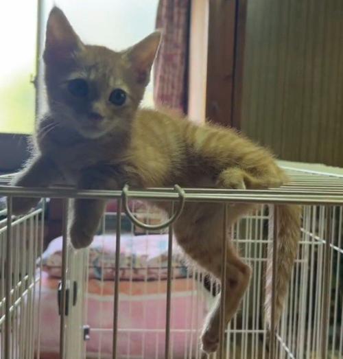 ケージの上の猫