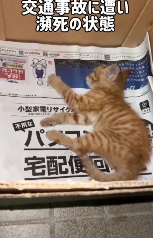 ケガをした猫