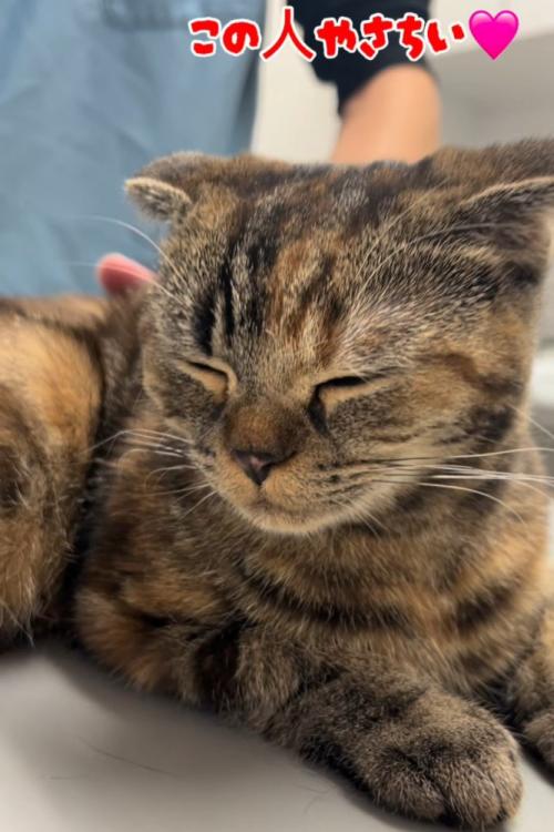 目を細める猫