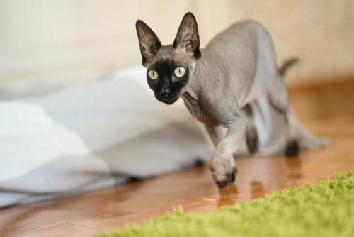 室内を走り回る猫