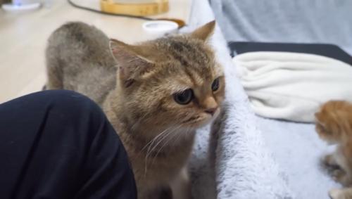 満足そうなチャロちゃん