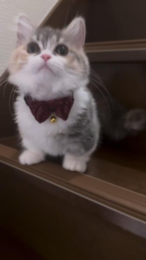 階段と猫さん