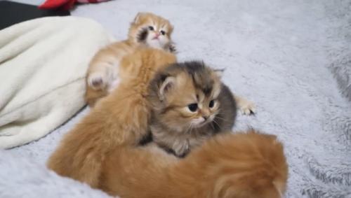 4匹の集合写真