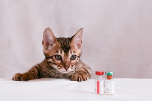 ワクチンのバイアルを見つめる子猫