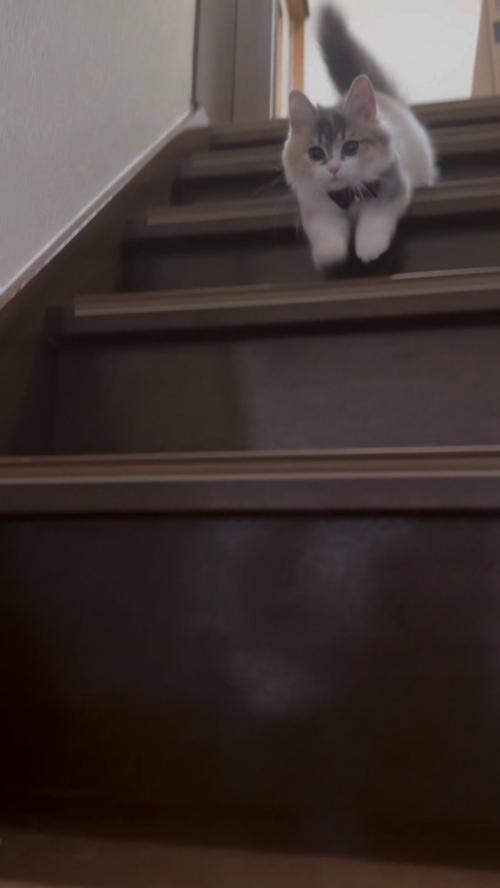 階段と猫さん