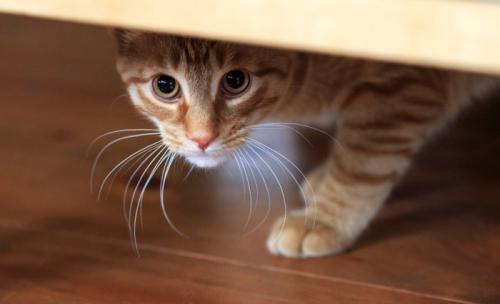 物陰から不安そうに顔を覗かせる猫