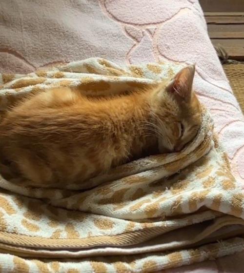 眠る猫