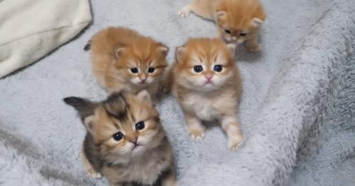 4匹の集合写真