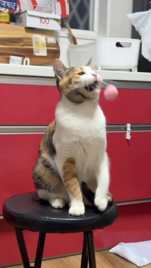 顔にボールが当たって口を開く猫