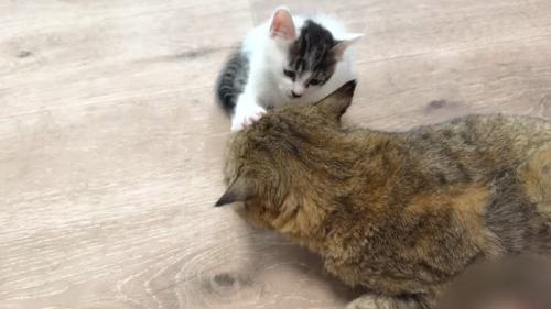 顔を触る坊っちゃん
