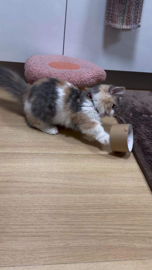 内部