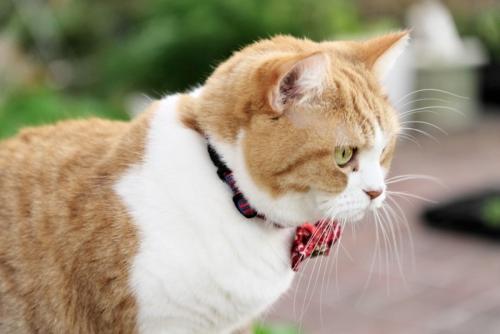 リボンの首輪をする猫