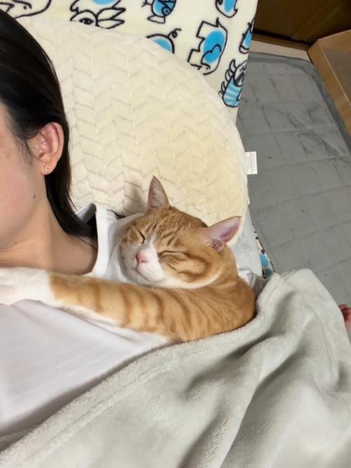 腕枕で寝る猫