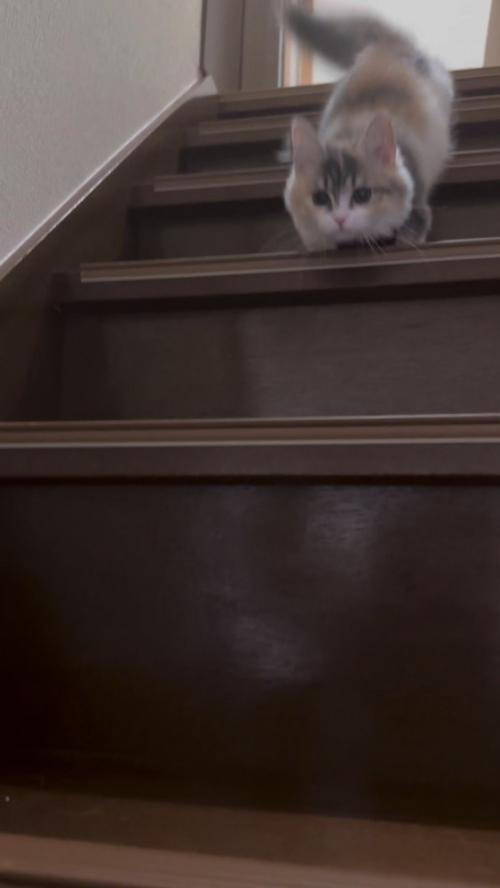 階段と猫さん