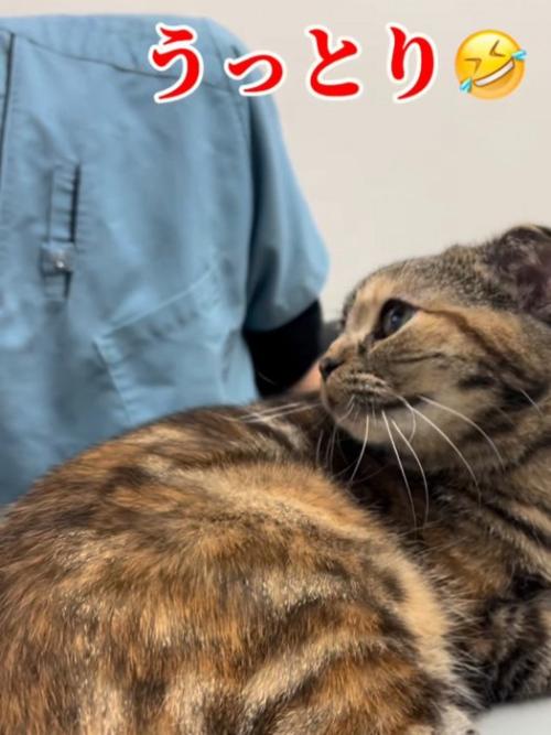 振り向く猫