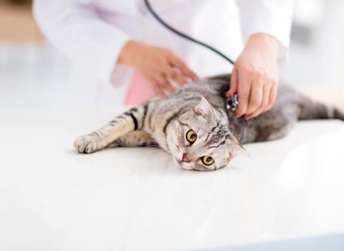 リラックスしながら獣医師の診察を受ける猫