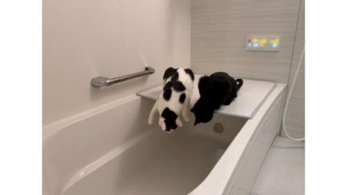 お風呂にいる猫たち