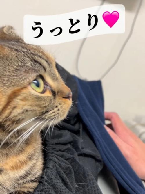猫の横顔