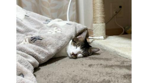 眠る猫