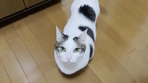 こちらを見上げる姿
