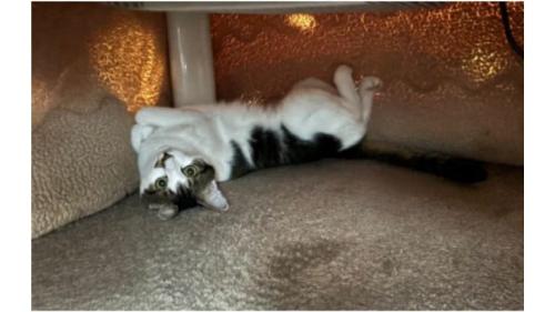 コタツにいる猫