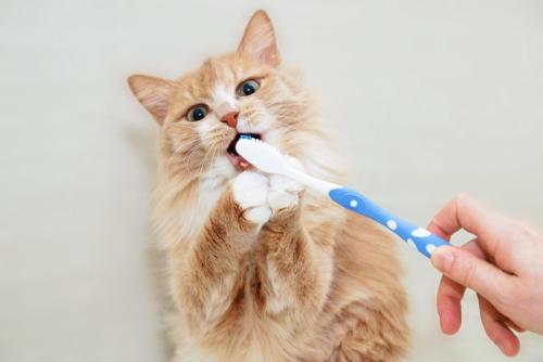 猫の歯磨き