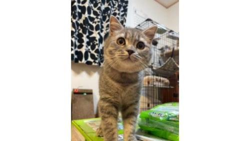 室内にいる猫