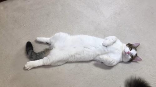 子猫時代のアップ