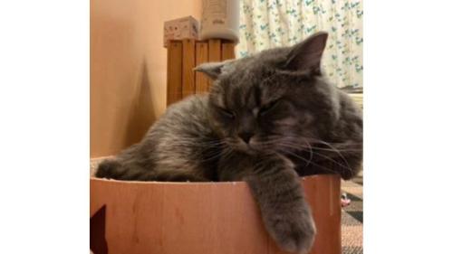 室内にいる猫