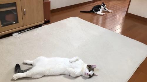 子猫時代