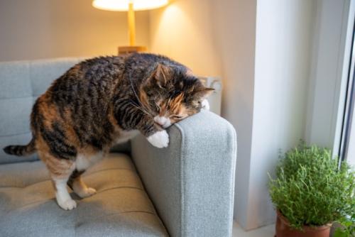 ソファのニオイを嗅ぐ猫