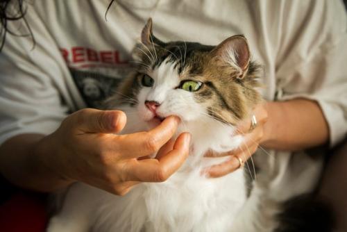 猫 歯磨き 歯磨きジェル