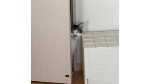 室内にいる猫
