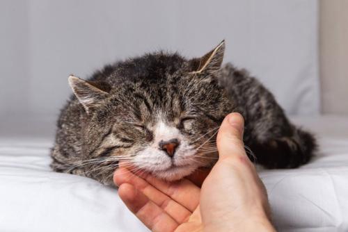 飼い主に顎下をなでられているシニア猫