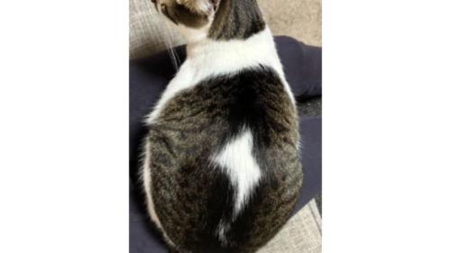 猫の背中
