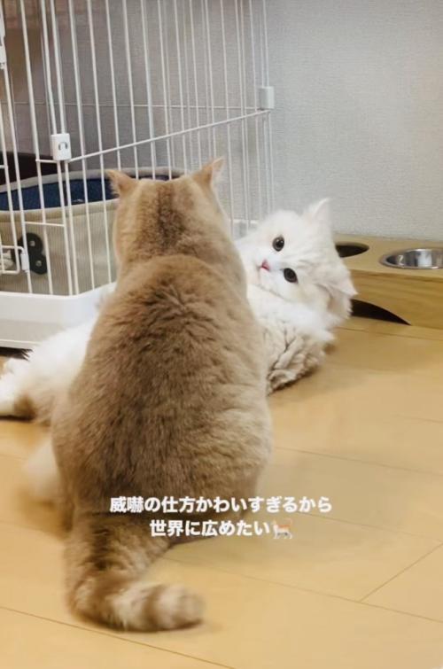 マンチカンを睨むミヌエット