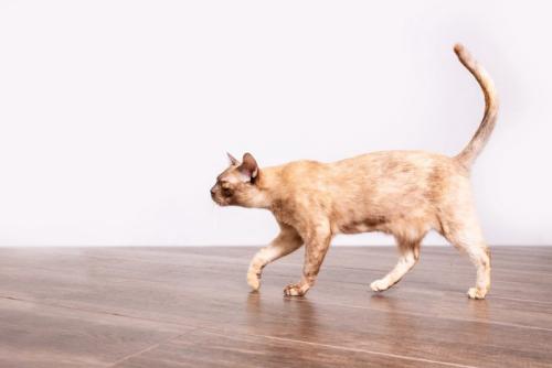 お腹のたるみがある痩せた猫