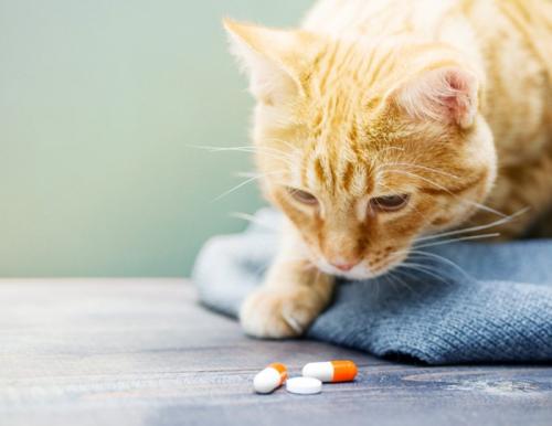 薬に顔を近づける猫