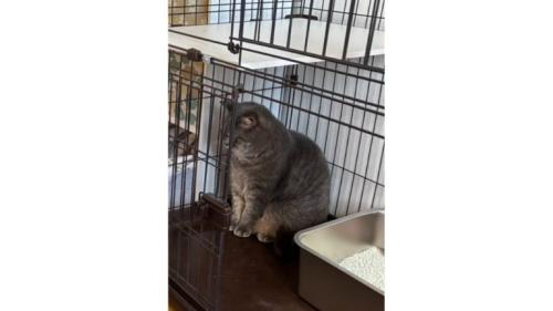 ケージの中にいる猫