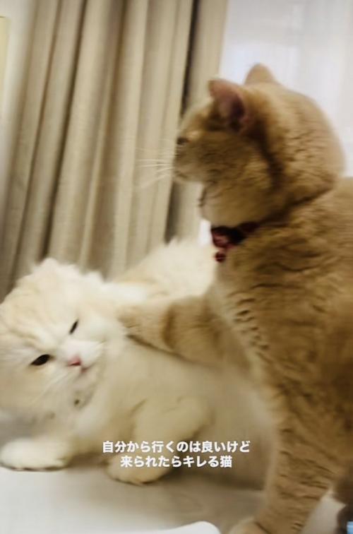 ケンカするマンチカンとミヌエット