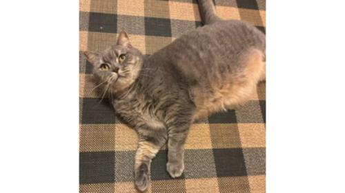 室内にいる猫
