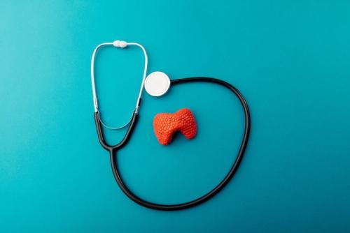 聴診器と甲状腺の模型