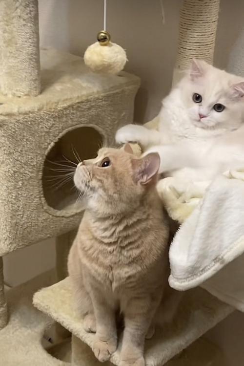 キャットタワーに座るマンチカンとミヌエット