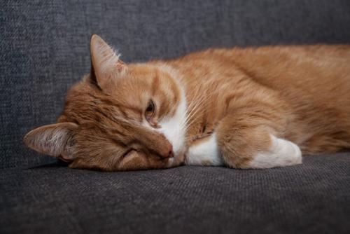 憂鬱そうな猫