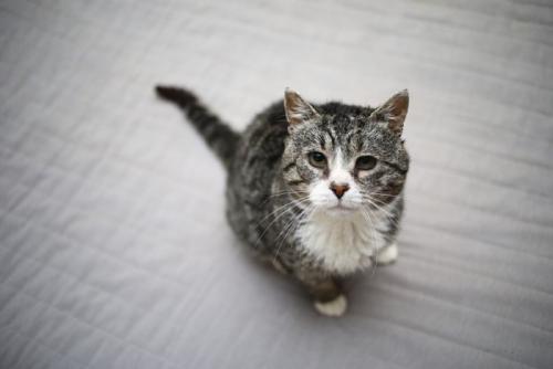 上を見上げるシニア猫