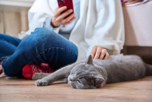 電話と猫