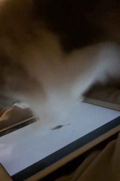 タブレットの画面に体重をかける猫