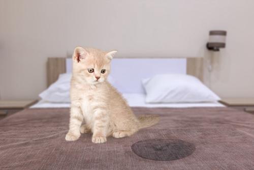 おもらしした子猫
