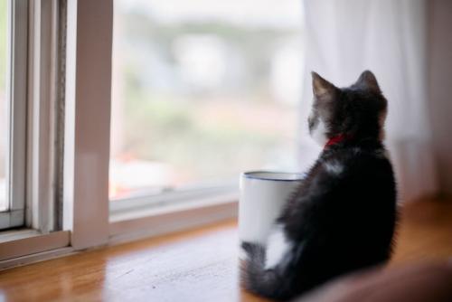 窓の外を見る子猫
