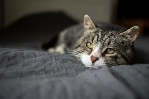 ベッドの上で伏せているシニア猫